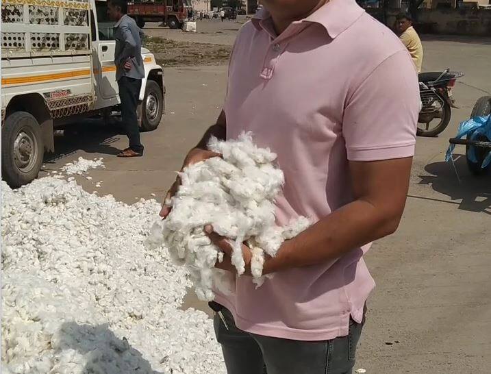 Gujarat Agriculture News: On Labh pancham cotton and ground nut auction starts check price Gujarat Agriculture News: લાભપાંચમના શુભદિવસથી માર્કેટયાર્ડમાં હરાજીનો થયો પ્રારંભ, જાણો કપાસ અને મગફળીનો કેટલો બોલાયો ભાવ