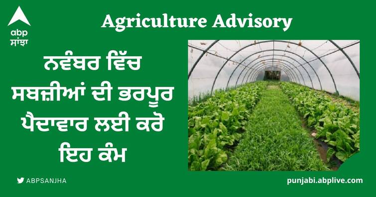 agriculture advisory for vegetable farming in november process varieties and right time Agriculture Advisory: ਨਵੰਬਰ ਵਿੱਚ ਸਬਜ਼ੀਆਂ ਦੀ ਭਰਪੂਰ ਪੈਦਾਵਾਰ ਲਈ ਕਰੋ ਇਹ ਕੰਮ, ਮਾਹਿਰਾਂ ਨੇ ਦੱਸੀਆਂ ਕੁਝ ਸੁਧਰੀਆਂ ਕਿਸਮਾਂ