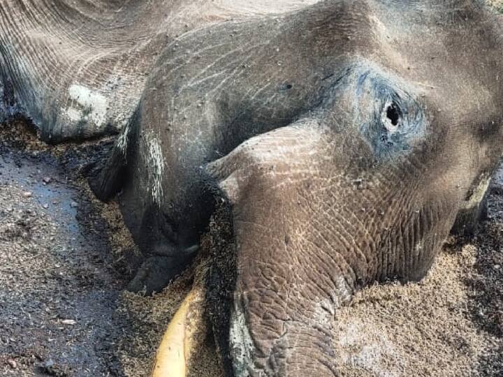 Controversy as Forest Department summons 3 boys in Coimbatore elephant ivory theft case கோவையில் யானையின் தந்தம் திருடப்பட்ட விவகாரம் ; 3 சிறுவர்களுக்கு வனத்துறை சம்மன் அனுப்பியதால் சர்ச்சை