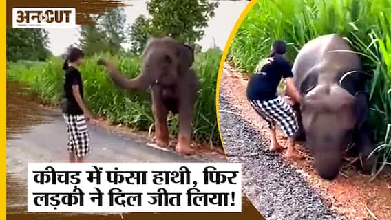 Viral Video: कीचड़ में फंसा हाथी, फिर Elephant Nature Park की लड़की ने क्या किया, यहां देखें