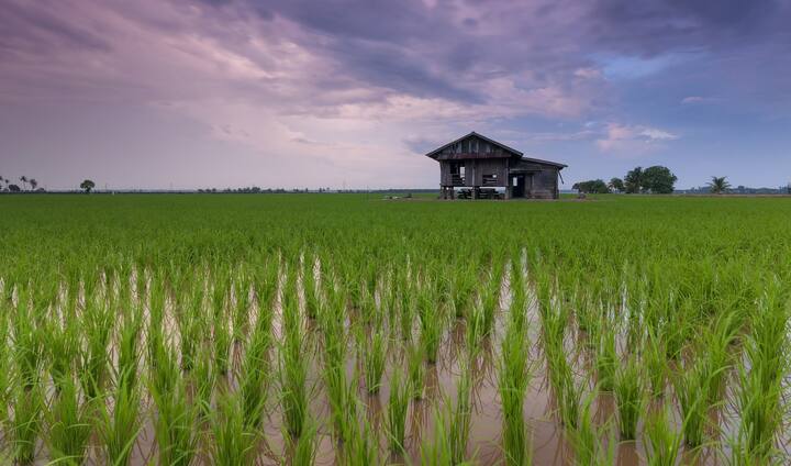 மருதம்: வயல் மற்றும் வயல் சார்ந்த பகுதி