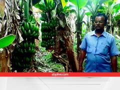 कभी मजाक उड़ाते थे, आज मुरीद हैं लोग... मिलिये बिहार के Banana Man से, केला की जैविक खेती के लिए फेमस