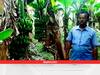 Success Story: कभी मजाक उड़ाते थे, आज मुरीद हैं लोग... मिलिये बिहार के Banana Man से, केला की जैविक खेती के लिए फेमस