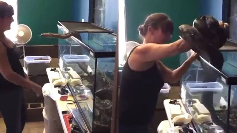 Scary viral video Python bites owner, grips her hand while she takes it out of cage Viral Video: পোষ্য সাপকে খাওয়াতে গিয়ে রক্তাক্ত মালকিন! ভয়ঙ্কর এই ভিডিও দেখে শিউরে উঠছেন অনেকেই