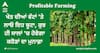 Profitable Farming: ਮੁਨਾਫ਼ੇ ਦੀ ਖੇਤੀ ! ਖੇਤ ਦੀਆਂ ਵੱਟਾਂ 'ਤੇ ਲਾਓ ਇਹ ਬੂਟਾ, ਕੁਝ ਹੀ ਸਾਲਾਂ 'ਚ ਹੋਵੇਗਾ ਕਰੋੜਾਂ ਦਾ ਕਾਰੋਬਾਰ