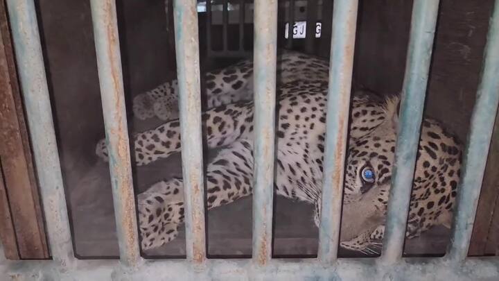 Leopard Rescue: દીપડાને જોવા હજારો લોકો આવી પહોંચતા વેરાવળ પોલીસ દ્વારા સ્થળ પરથી લોકોને દૂર કરવા પોલીસને ભારે જહેમત ઉઠાવવી પડી હતી.