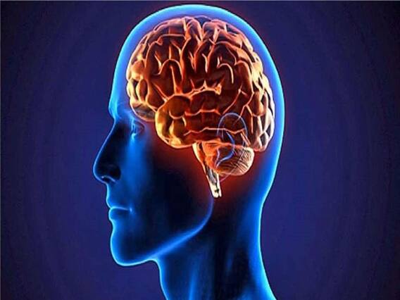 মস্তিষ্ক সচল রাখার 'রহস্য'