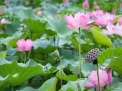 లోటస్ రూట్స్ తింటే ఎన్ని ఆరోగ్య ప్రయోజనాలో తెలుసా?