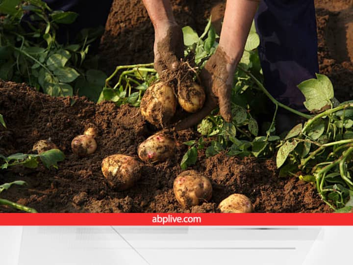 potato production UP's potato will be exported to Nepal UAE Potato Cultivation: नेपाल और अरब देश चखेंगे UP के इस आलू का स्वाद, किसानों की इनकम में होगी बढ़ोत्तरी