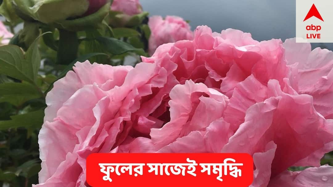 Vastu Tips peony flower benefit direction to keep at home get money early marriage Vastu Tips:  ঘরে এই ভাবে সাজিয়ে রাখতে হবে গোলাপি ফুল, তারপরই দুয়ারে আসবে প্রেম-সমৃদ্ধি