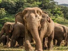 झारखंड: जंगल से निकलकर सड़क पर आया जंगली हाथियों का झुंड, लोगों ने बनाई वीडियो, खूब ली सेल्फी