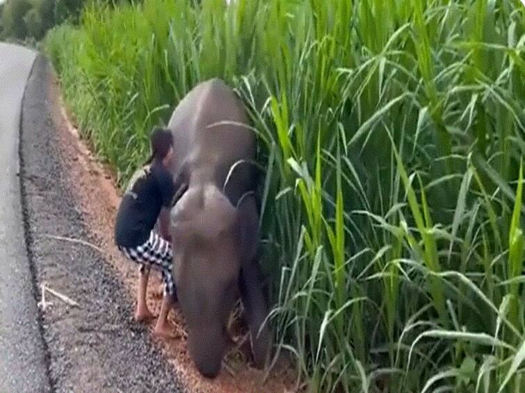 Viral Video Girl Helps Baby Elephant Stuck In Ditch Wins Over Netizens Viral Video: Girl Helps Baby Elephant Stuck In Ditch, Wins Over Netizens