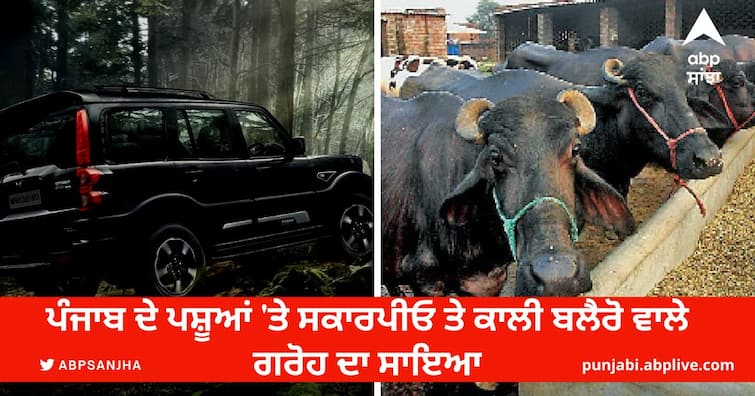 The shadow of the Scorpio and Black Blairo gang on the cattle of Punjab Jalandhar News: ਪੰਜਾਬ ਦੇ ਪਸ਼ੂਆਂ 'ਤੇ ਸਕਾਰਪੀਓ ਤੇ ਕਾਲੀ ਬਲੈਰੋ ਵਾਲੇ ਗਰੋਹ ਦਾ ਸਾਇਆ, ਦੋ ਮਹੀਨਿਆਂ 'ਚ ਸੈਂਕੜੇ ਪਸ਼ੂ ਲੁੱਟ ਕੇ ਫਰਾਰ