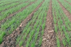 Photo : उत्तर भारतात रब्बी पिकांचे क्षेत्र वाढलं