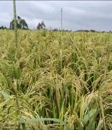 Photo : सांगली जिल्ह्यात काळ्या तांदळाचं उत्पादन