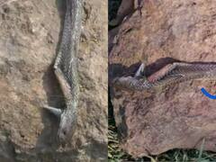 जशपुर में सांप ने काटा तो बच्चे को आ गया गुस्सा, नाग को दांतों से काट कर मार डाला