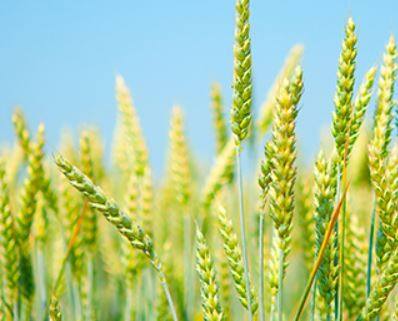 मागील वर्षी याच कालावधीत उत्तर भारतात 27.24 लाख हेक्टरवर पेरणी झाली होती.