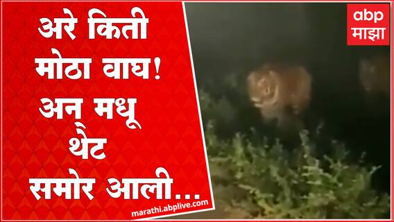 Chandrapur Tiger Exclusive : अरे किती मोठा वाघ! पर्यटकांचे उद्गार निघताच 'मधू' समोर आली