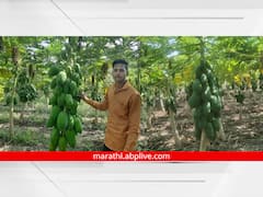 PHOTO: पारंपारिक पिकांना फाटा देत पपईतून लाखोंचा उत्पन्न