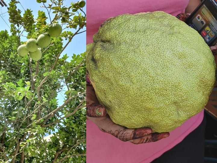 Indore height of Gagar lemon tree is 30 feet tree gives fruit twice year mp ann Indore News: इंदौर में 30 फीट ऊंचे नींबू के पेड़ की चर्चा जोरों पर, फल की साइज जानकर आप भी रह जाएंगे हैरान