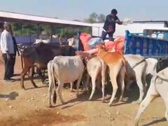 बारां में लहसुन के कम दाम ने किसानों को रुलाया, गौशाला में ले जाकर गायों को खिलाने को मजबूर