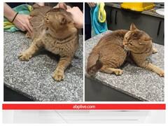 सिर्फ छूने से ही गुस्से से लाल हो गई बिल्ली, खाना मिलने पर हुई शांत