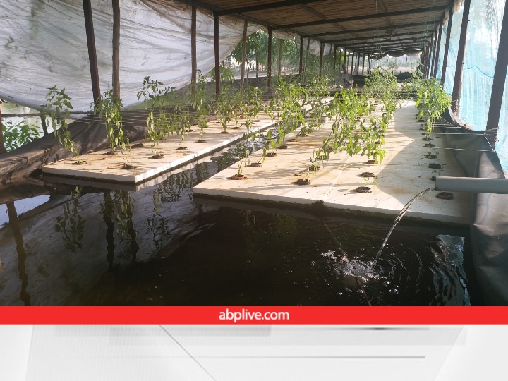 Aquaponic Farming: मछलियों के साथ पानी में उगाई जा रहीं सब्जियां, पद्मश्री किसान के Idea ने दोबारा किया कमाल