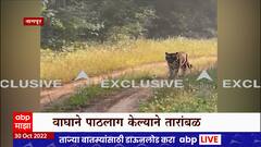 Nagpur : सफारीसाठी गेलेल्या जिल्हापरिषद अध्यक्ष, उपाध्यक्षांच्या जिप्सीमागे लागला वाघ,उडाली तारांबळ