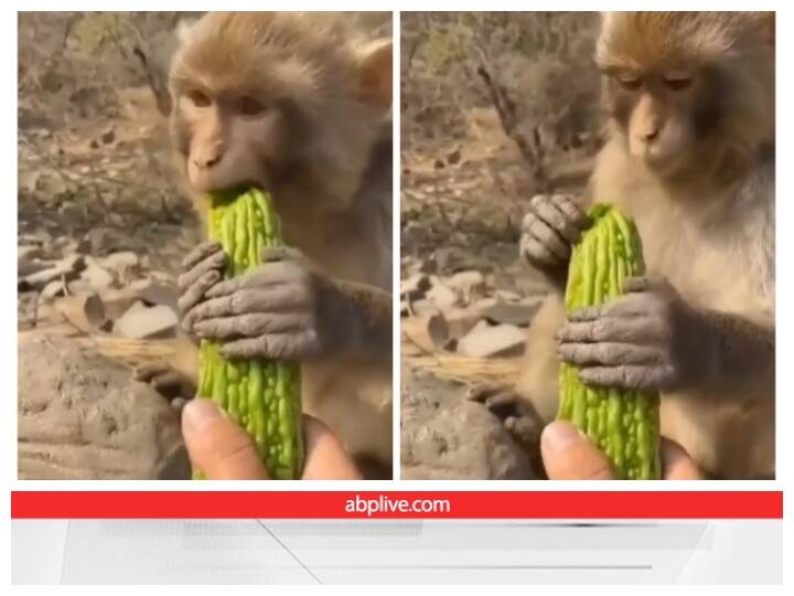 monkey got spoiled after eating bitter gourd video goes viral on social media Video: करेले को खाते ही चकराया बंदर का दिमाग, एक बाइट के बाद पलटकर नहीं देखा