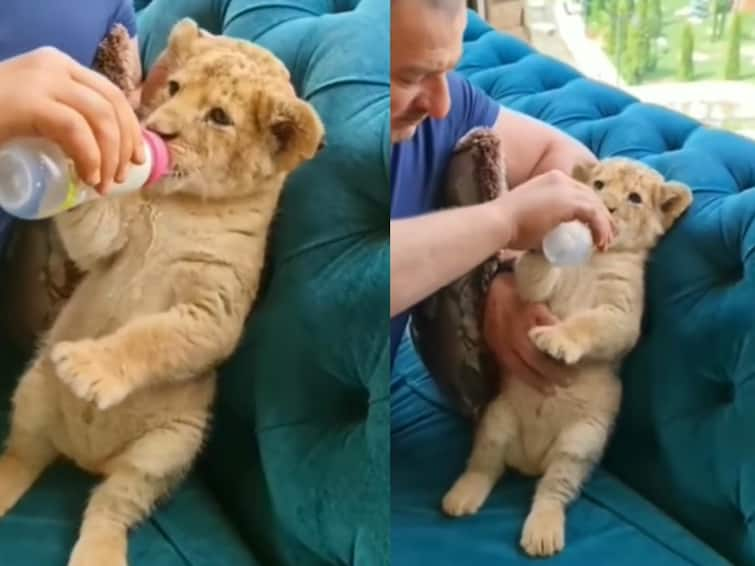 Man feeds milk to lion cub in internet winning hearts Watch Video: சோஃபாவில் ஒய்யாரமாக போஸ்... சிங்கக்குட்டியுடனான மிருகக்காட்சி சாலை காப்பாளரின் பிணைப்பு!