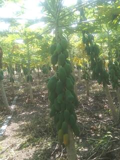 PHOTO: पारंपारिक पिकांना फाटा देत पपईतून लाखोंचा उत्पन्न