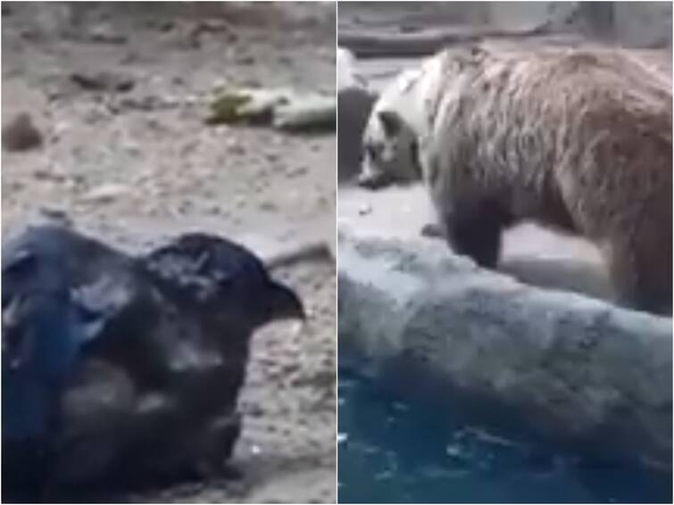 Viral Video: Bear Saving Drowning Crow At The Budapest Zoo Goes Viral Viral Video: స్నేహమంటే ఇదేరా! కాకిని కాపాడిన ఎలుగుబంటి!