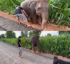 Viral Video: ਚਿੱਕੜ ਵਿੱਚ ਫਸੇ ਹਾਥੀ ਨੂੰ ਬਾਹਰ ਕੱਢਣ 'ਚ ਛੁਟੇ ਪਸੀਨੇ, ਕੁੜੀ ਨੇ ਕੀਤੀ ਮਦਦ ਤਾਂ ਬਾਹਰ ਆਉਂਦਿਆਂ ਹੀ ਇਸ ਤਰ੍ਹਾਂ ਕੀਤਾ ਧੰਨਵਾਦ 