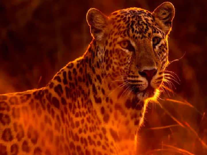 Second Leopard Captured In Mumbai's Aarey, Days After Baby Mauled To Death மும்பையில் சிக்கிய இரண்டாவது சிறுத்தை.. பீதியில் மக்கள்