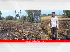 PHOTO: महावितरणाचा शेतकऱ्याला 'शॉक', शॉर्टसर्किटमुळे मकाचे पीक जळाले