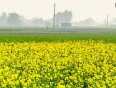 Photo : उत्तर भारतात रब्बी पिकांचे क्षेत्र वाढलं