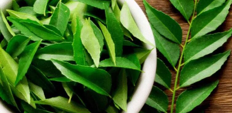 Curry Patta Benefits: Skin and hair benefits with curry leaves, know how to use it Curry Patta Benefits : ਕੜੀ ਪੱਤੇ ਦੇ ਨਾਲ ਸਕਿਨ ਅਤੇ ਵਾਲਾਂ ਨੂੰ ਹੁੰਦੇ ਇਹ ਫਾਇਦੇ, ਜਾਣੋ ਕਿਵੇਂ ਕਰੀਏ ਇਸਦੀ ਵਰਤੋਂ