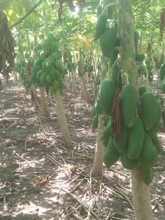 PHOTO: पारंपारिक पिकांना फाटा देत पपईतून लाखोंचा उत्पन्न