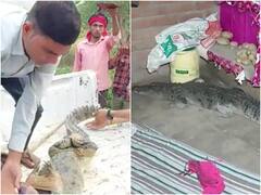 इटावा: शिकार की तलाश में किसान के घर घुसा मगरमच्छ, रेस्क्यू करने में छूटे वन विभाग के पसीने