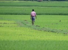 Photo : उत्तर भारतात रब्बी पिकांचे क्षेत्र वाढलं