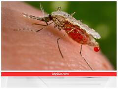 सर्दी आते ही क्यों गायब हो जाते हैं मच्छर? 'मच्छर खून क्यों पीते हैं' मिल गया इसका जवाब!