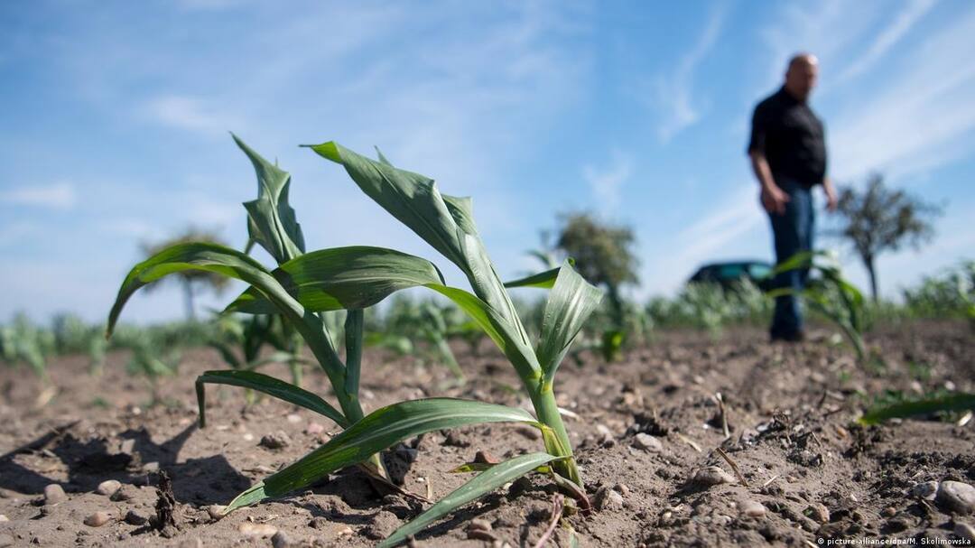 Punjab News: New trouble for farmers, shadow crisis of DPA, wheat sowing is expected to be delayed Punjab News: ਕਿਸਾਨਾਂ ਲਈ ਨਵੀਂ ਮੁਸੀਬਤ, ਡੀਪੀਏ ਦਾ ਛਾਇਆ ਸੰਕਟ, ਕਣਕ ਦੀ ਬਿਜਾਈ ਪਛੜਨ ਦੇ ਆਸਾਰ
