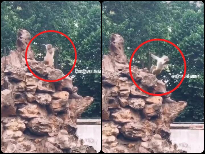 Video: बंदर ने किया जबरदस्त पोल डांस, वीडियो देखकर हंसी नहीं रुकेगी monkey doing poll dance watch funny viral video on social media Video: बंदर ने किया जबरदस्त पोल डांस, वीडियो देखकर हंसी नहीं रुकेगी