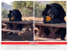 कुर्सी पर बैठ मजे से कद्दू खाते दिखाई दिया विशालकाय भालू, हैरान कर रहा वीडियो