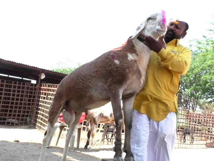 यातीलच मेटकरी यांचा सर्जा हा मेंढा देशभरात प्रत्येक बाजारात अव्वल येऊ लागल्याने त्याला मोदी हे नामकरण केले होते