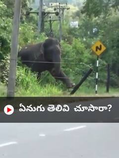 Viral Video: ఏనుగుకు ఎంత యాటిట్యూడ్, తెలివి - నెటిజన్స్ షాక్