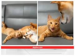 कुत्ते की दोस्ती ने बिल्ली को पूरी तरह से बदला, जीभ निकाल हांफते नजर आई बिल्ली 