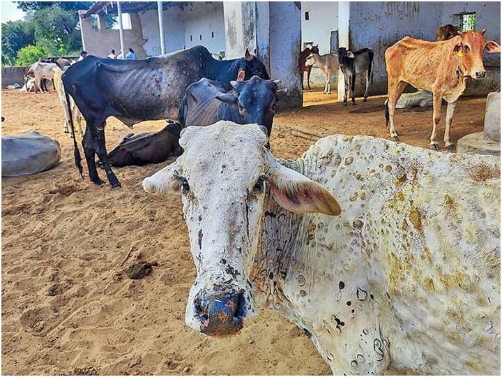 maharashtra News Parbhani News Permission of Parbhani District Collector to hold market of cattle vaccinated against Lumpy Parbhani: लम्पी प्रतिबंधक लसीकरण झालेल्या गुरांचा बाजार भरवण्यास परभणी जिल्हाधिकाऱ्यांची परवानगी