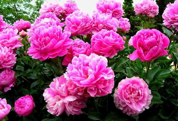 Vastu Tips: Peony or paeony or Paeonia flower can change your luck jyotish upay Vastu Tips: ઘરમાં લગાવો આ ગુલાબી ફૂલ, નસીબ મારશે એવી પલ્ટી કે વિચાર્યું પણ નહીં હોય