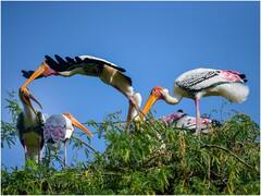 ब्रिटेन में एवियन फ्लू का कहर, सरकार ने सभी पक्षियों को घर में रखने का दिया आदेश